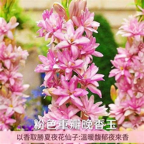 夜來香種植盆栽|【夜來香種植盆栽】夜來香種植盆栽：輕鬆養殖飄香夜色